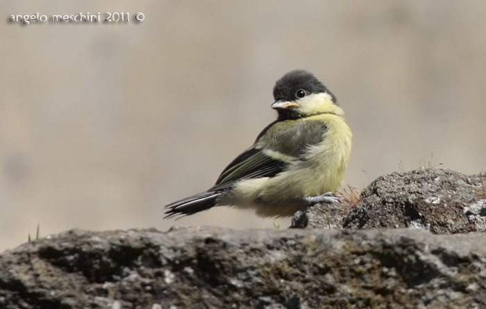 Cinciallegra pullo appena involato